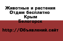 Животные и растения Отдам бесплатно. Крым,Белогорск